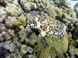 IMG 3618 Hawksbill Sea Turtle